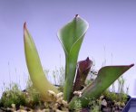 Heliamphora huberi (Bonnetia forest) - kliknij aby zobaczyć zdjęcie. Heliamphora huberi (Bonnetia forest)