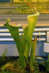 Heliamphora tatei (Cerro Duida) - kliknij aby zobaczyć zdjęcie. Heliamphora tatei (Cerro Duida)