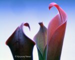 Heliamphora neblinae (Cerro Neblina, Braz. Ven.) - kliknij aby zobaczyć zdjęcie. Heliamphora neblinae (Cerro Neblina, Braz. Ven.)