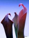 Heliamphora neblinae (Cerro Neblina, Braz. Ven.) - kliknij aby zobaczyć zdjęcie. Heliamphora neblinae (Cerro Neblina, Braz. Ven.)