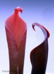 Heliamphora neblinae (Cerro Neblina, Braz. Ven.) - kliknij aby zobaczyć zdjęcie. Heliamphora neblinae (Cerro Neblina, Braz. Ven.)