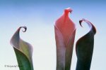 Heliamphora neblinae (Cerro Neblina, Braz. Ven.) - kliknij aby zobaczyć zdjęcie. Heliamphora neblinae (Cerro Neblina, Braz. Ven.)
