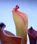 Heliamphora folliculata (Murosipan Tepui, Ven.) - kliknij aby zobaczyć zdjęcie. Heliamphora folliculata (Murosipan Tepui, Ven.)