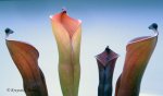 Heliamphora folliculata (Murosipan Tepui, Ven.) - kliknij aby zobaczyć zdjęcie. Heliamphora folliculata (Murosipan Tepui, Ven.)