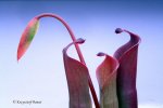 Heliamphora huberi (Amuri Tepui) - kliknij aby zobaczyć zdjęcie. Heliamphora huberi (Amuri Tepui)