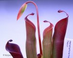 Heliamphora huberi (Amuri Tepui) - kliknij aby zobaczyć zdjęcie. Heliamphora huberi (Amuri Tepui)