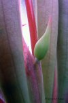 Heliamphora huberi (Amuri Tepui) - kliknij aby zobaczyć zdjęcie. Heliamphora huberi (Amuri Tepui)