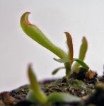 Heliamphora parva (Cerro Neblina) x pulchella (Amuri Tepui) - kliknij aby zobaczyć zdjęcie. Heliamphora parva (Cerro Neblina) x pulchella (Amuri Tepui)
