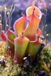 Heliamphora pulchella (Chimanta Tepui) - kliknij aby zobaczyć zdjęcie. Heliamphora pulchella (Chimanta Tepui)
