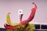 Heliamphora nutans Giant Form - kliknij aby zobaczyć zdjęcie. Heliamphora nutans Giant Form