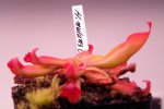 Heliamphora nutans (Kukenam Tepui) - kliknij aby zobaczyć zdjęcie. Heliamphora nutans (Kukenam Tepui)