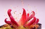 Heliamphora neblinae x hispida (Cerro Neblina) - kliknij aby zobaczyć zdjęcie. Heliamphora neblinae x hispida (Cerro Neblina)