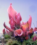 Heliamphora minor Big Orange - kliknij aby zobaczyć zdjęcie. Heliamphora minor Big Orange