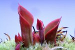 Heliamphora minor Selection 1 - kliknij aby zobaczyć zdjęcie. Heliamphora minor Selection 1