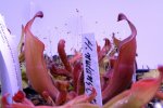 Heliamphora nutans Giant Form - kliknij aby zobaczyć zdjęcie. Heliamphora nutans Giant Form