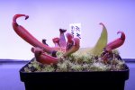 Heliamphora nutans Giant Form - kliknij aby zobaczyć zdjęcie. Heliamphora nutans Giant Form
