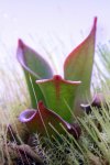 Heliamphora pulchella (Churi Tepui) - kliknij aby zobaczyć zdjęcie. Heliamphora pulchella (Churi Tepui)