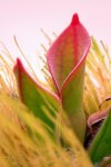 Heliamphora pulchella (Churi Tepui) - kliknij aby zobaczyć zdjęcie. Heliamphora pulchella (Churi Tepui)
