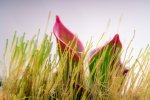 Heliamphora pulchella (Churi Tepui) - kliknij aby zobaczyć zdjęcie. Heliamphora pulchella (Churi Tepui)