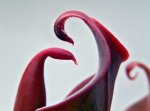 Heliamphora neblinae (Cerro Neblina) - kliknij aby zobaczyć zdjęcie. Heliamphora neblinae (Cerro Neblina)