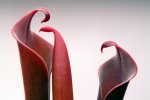 Heliamphora neblinae (Cerro Neblina) - kliknij aby zobaczyć zdjęcie. Heliamphora neblinae (Cerro Neblina)