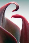Heliamphora neblinae (Cerro Neblina) - kliknij aby zobaczyć zdjęcie. Heliamphora neblinae (Cerro Neblina)
