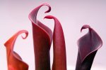 Heliamphora neblinae (Cerro Neblina) - kliknij aby zobaczyć zdjęcie. Heliamphora neblinae (Cerro Neblina)