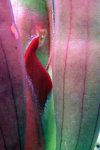 Heliamphora ceracea (Cerro Neblina) - kliknij aby zobaczyć zdjęcie. Heliamphora ceracea (Cerro Neblina)