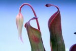 Heliamphora huberi (Amuri Tepui) - kliknij aby zobaczyć zdjęcie. Heliamphora huberi (Amuri Tepui)