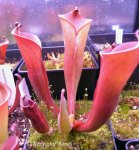 Heliamphora folliculata (Murosipan Tepui, Ven.) - kliknij aby zobaczyć zdjęcie. Heliamphora folliculata (Murosipan Tepui, Ven.)