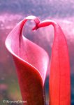 Heliamphora neblinae (Cerro Neblina) - kliknij aby zobaczyć zdjęcie. Heliamphora neblinae (Cerro Neblina)