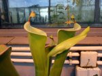 Heliamphora tatei (Cerro Duida) - kliknij aby zobaczyć zdjęcie. Heliamphora tatei (Cerro Duida)