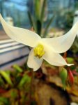 Heliamphora heterodoxa - kliknij aby zobaczyć zdjęcie. Heliamphora heterodoxa