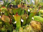Heliamphora heterodoxa - kliknij aby zobaczyć zdjęcie. Heliamphora heterodoxa