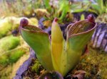 Heliamphora pulchella (Apacapa Tepui) - kliknij aby zobaczyć zdjęcie. Heliamphora pulchella (Apacapa Tepui)