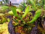 Heliamphora heterodoxa - kliknij aby zobaczyć zdjęcie. Heliamphora heterodoxa