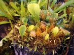Utricularia quelchii (Auyan Tepui) - kliknij aby zobaczyć zdjęcie. Utricularia quelchii (Auyan Tepui)
