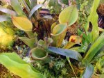 Heliamphora nutans - kliknij aby zobaczyć zdjęcie. Heliamphora nutans