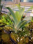 Brocchinia hechtioides - kliknij aby zobaczyć zdjęcie. Brocchinia hechtioides