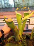Heliamphora tatei (Cerro Duida) - kliknij aby zobaczyć zdjęcie. Heliamphora tatei (Cerro Duida)