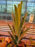 Brocchinia reducta - kliknij aby zobaczyć zdjęcie. Brocchinia reducta