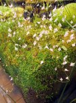 Utricularia pubescens - kliknij aby zobaczyć zdjęcie. Utricularia pubescens