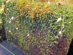 Utricularia pubescens - kliknij aby zobaczyć zdjęcie. Utricularia pubescens