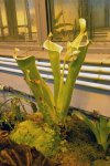 Heliamphora tatei (Cerro Duida) - kliknij aby zobaczyć zdjęcie. Heliamphora tatei (Cerro Duida)