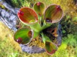 Heliamphora pulchella (Apacapa Tepui) - kliknij aby zobaczyć zdjęcie. Heliamphora pulchella (Apacapa Tepui)