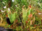 Heliamphora minor - kliknij aby zobaczyć zdjęcie. Heliamphora minor