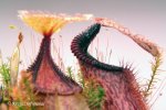 Nepenthes robcantleyi x hamata