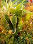 Heliamphora chimantensis (Chimanta Tepui) - kliknij aby zobaczyć zdjęcie. Heliamphora chimantensis (Chimanta Tepui)