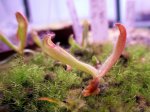 Heliamphora folliculata x parva - kliknij aby zobaczyć zdjęcie. Heliamphora folliculata x parva