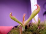 Heliamphora folliculata x parva - kliknij aby zobaczyć zdjęcie. Heliamphora folliculata x parva